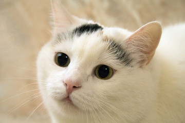 gatto con pupille grandi