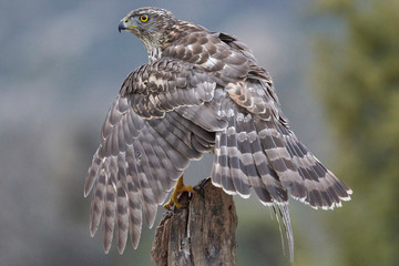 Azor joven (Accipiter gentilis) en postura defensiva