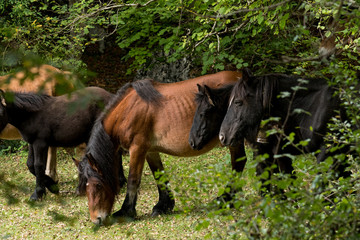 A group of brown and black horses walking through the forest