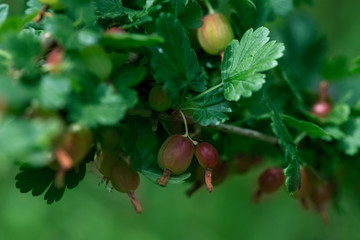 View to fresh green gooseberries on a branch of gooseberry bush in the garden