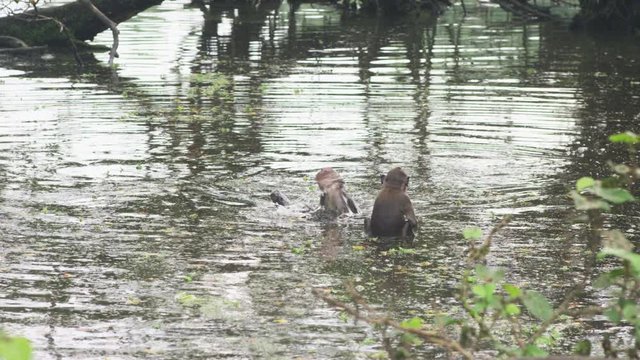 Young asian monkeys are playing in the riverside