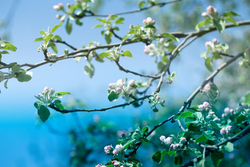fresh Apple tree twig with flowers and leaves on garden