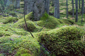 The texture of tree bark with moss. Old tall trees with moss in forest. Trees with green leaves in forest. Beautiful view of deciduous forest, landscape, scenery, paysage. Nature concept in Retezat