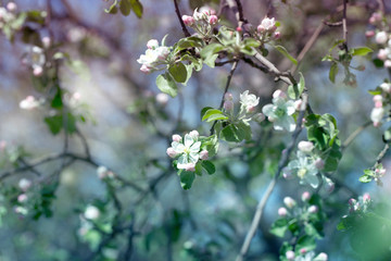 fresh Apple tree twig with flowers and leaves on garden