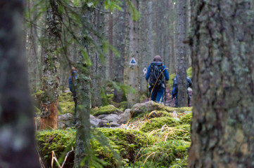 Backpacker in hike in forest. Old tall trees bark with moss