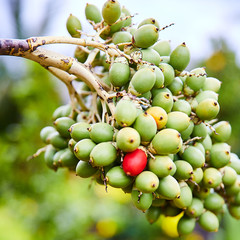 Mauritius landscapes