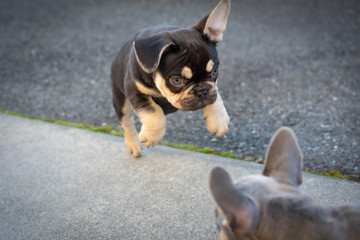 French Bulldog puppies playing outdoors at a home in Southern Oregon