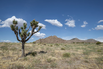 USA, Nevada, Clark County, Gold Butte National Monument: A portion of the Tramp Fire. After 14 years, the areas remains mostly dominated by invasive annual grasses.