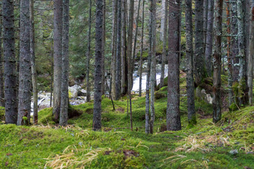 The texture of tree bark with moss. Old tall trees with moss in forest. Trees with green leaves in forest. Beautiful view of deciduous forest, landscape, scenery, paysage. Nature concept in Retezat