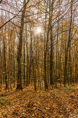 Fototapeta premium Trees in the autumnal forest . backlit by the sun.