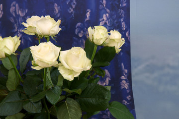 bouquet of roses in glass vase on blue background