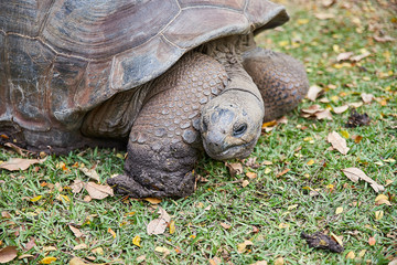 Mauritius landscapes
