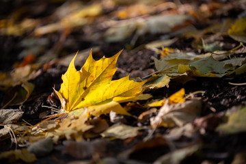 Golden autumn leaves on the ground in the sunshine
