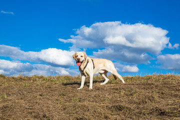 Obraz na płótnie Canvas Labrador steht auf dem Feld