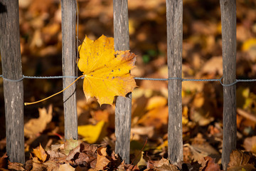 Golden autumn leaves on a fence in the sunshine