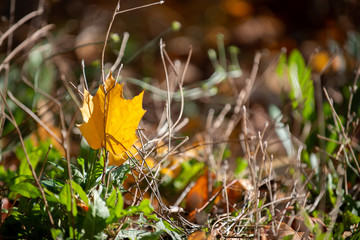 Golden autumn leaves on the ground in the sunshine