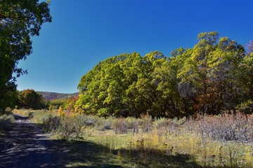 Hiking Trails in Oquirrh, Wasatch, Rocky Mountains in Utah Late Fall with leaves. Panorama forest views backpacking, biking, horseback through trees on the Yellow Fork and Rose Canyon by Salt Lake. 