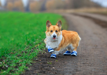 Naklejka na ściany i meble cute puppy red dog Corgi stands on the road in the Park in sports denim sneakers during a morning jog funny sticking out his tongue