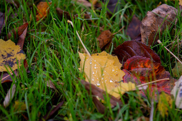 Autumn leaves with rain drops in the grass