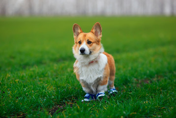 portrait of cute puppy red dog Corgi standing on juicy green grass on lawn in sporty blue sneakers while Jogging