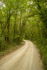 Fototapeta na wymiar gravel road in the deciduous forest