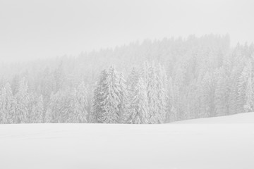 High-key winter landscape with fir trees in the foothills of Switzerland