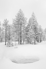 Fototapeta premium High-key winter landscape with fir trees in the foothills of Switzerland