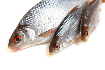 Raw roach fish on a white background