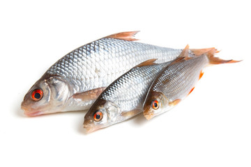 Raw roach fish on a white background