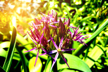 Allium Giganteum blooming. Few balls of blossoming Allium flowers. Beautiful picture with Alliums for the gardening theme.