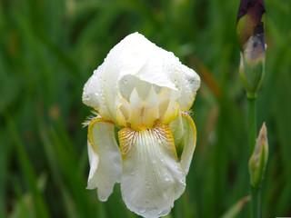 A variety of white iris flowers