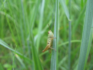 Grasshopper
