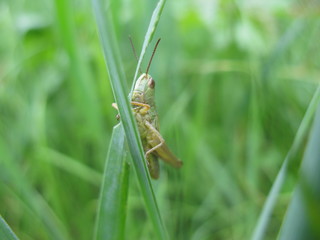Grasshopper
