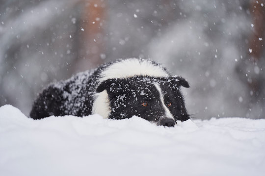 Border collie en la nieve y nevando