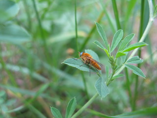 Insect