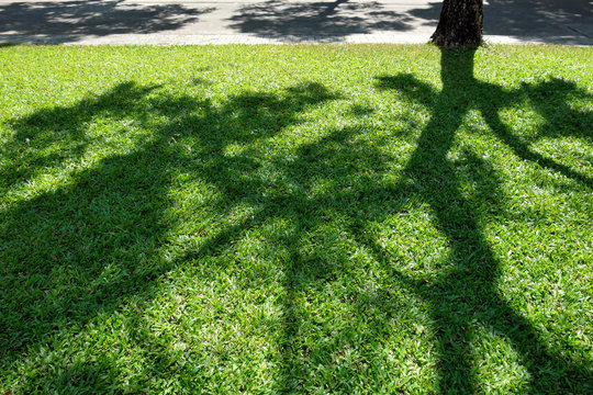 green grass lawn with shadow of a big tree in the garden