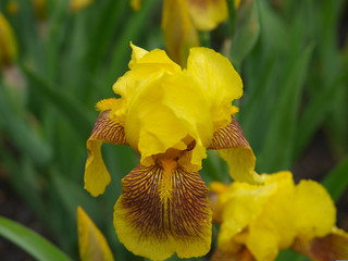Fototapeta premium A variety of yellow iris flowers