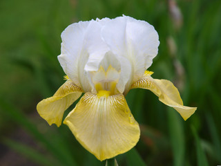 Fototapeta premium A variety of yellow iris flowers
