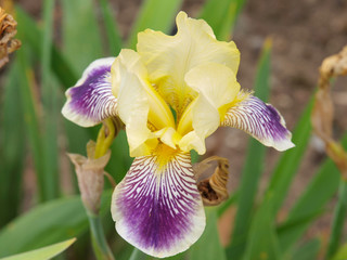 A variety of yellow iris flowers