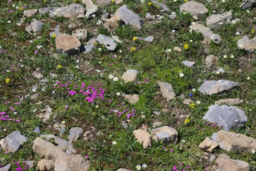 Lush alpine vegetation with rocks and green grass.