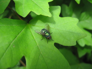 Fly