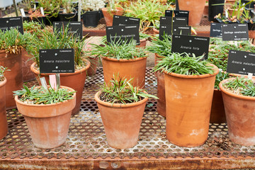 potted plants with signs