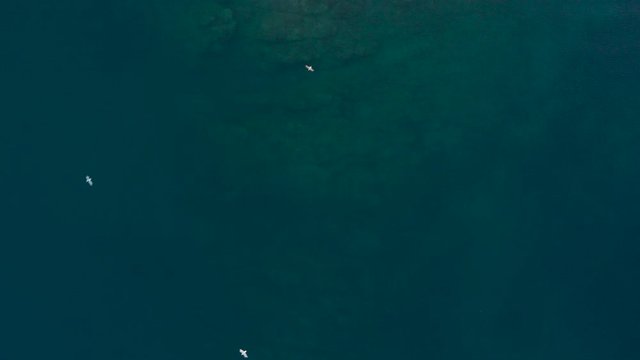 Directly above shot of blue ocean with seagulls flying and rock island.