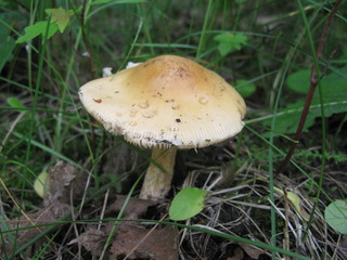 Mushroom