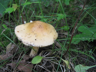 Mushroom