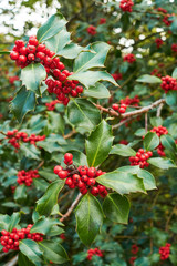 Obraz premium Holly bush