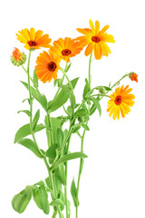 bouquet of orange Calendula flowers Isolated on white background .