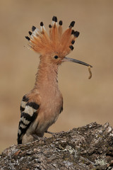 Abubilla (Upupa epops) con gusano en la boca