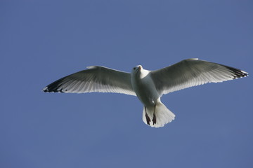Mouette en Bretagne
