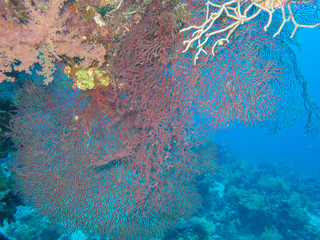 corallo © Roberto Brambilla